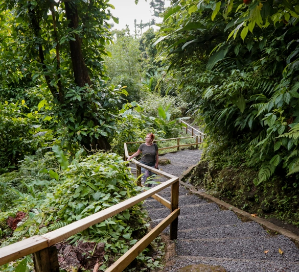 Unrivaled adventures within the rainforest